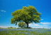 Users avatar